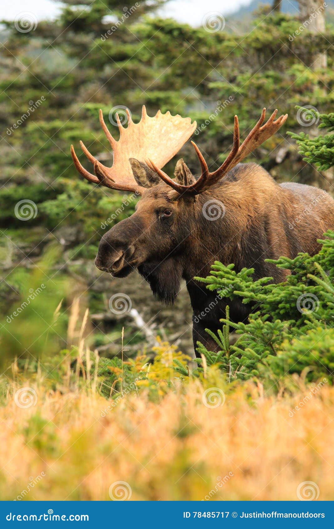 bull moose poses in forest clearing during fall rut