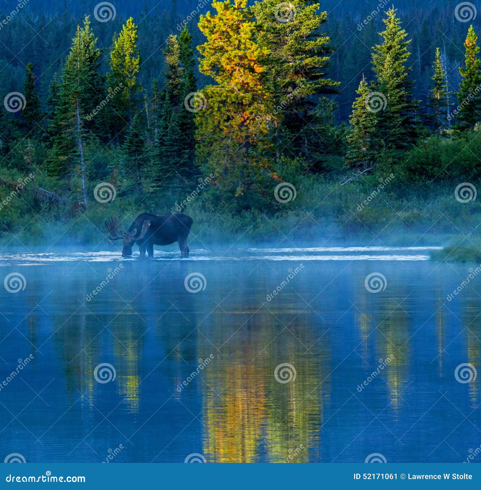 bull moose feeding in lake