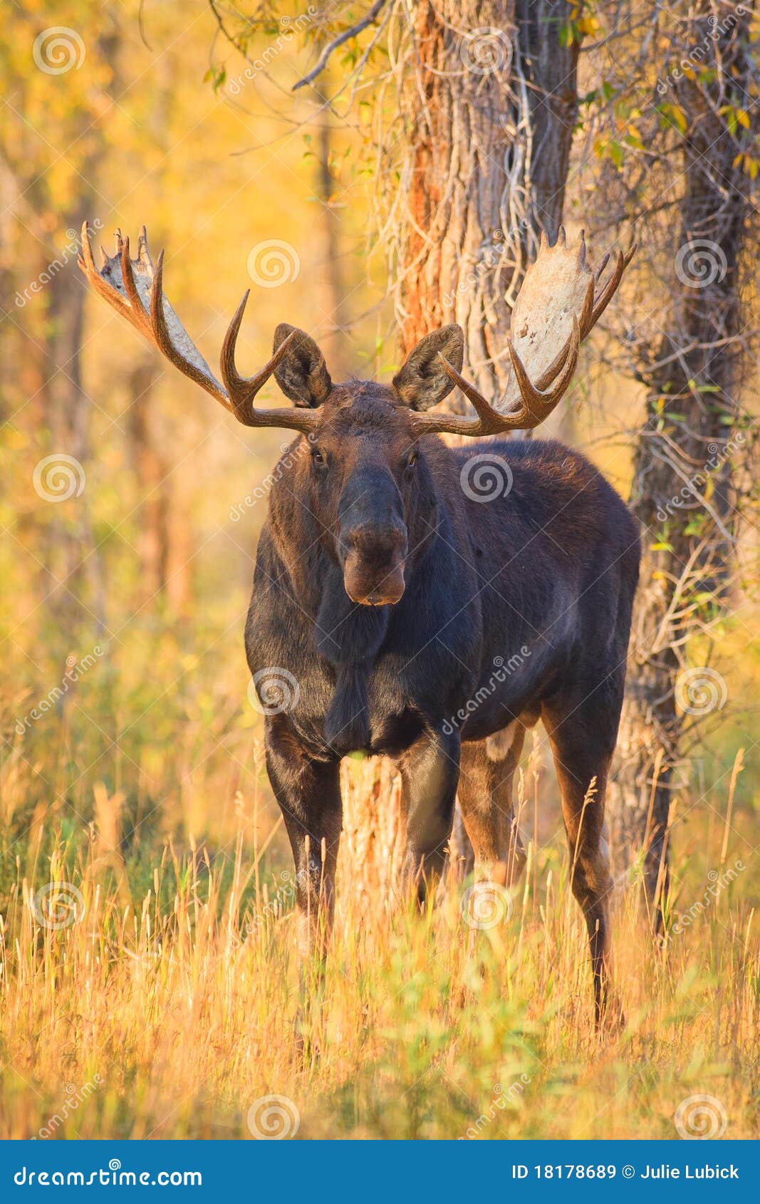 bull moose portrait