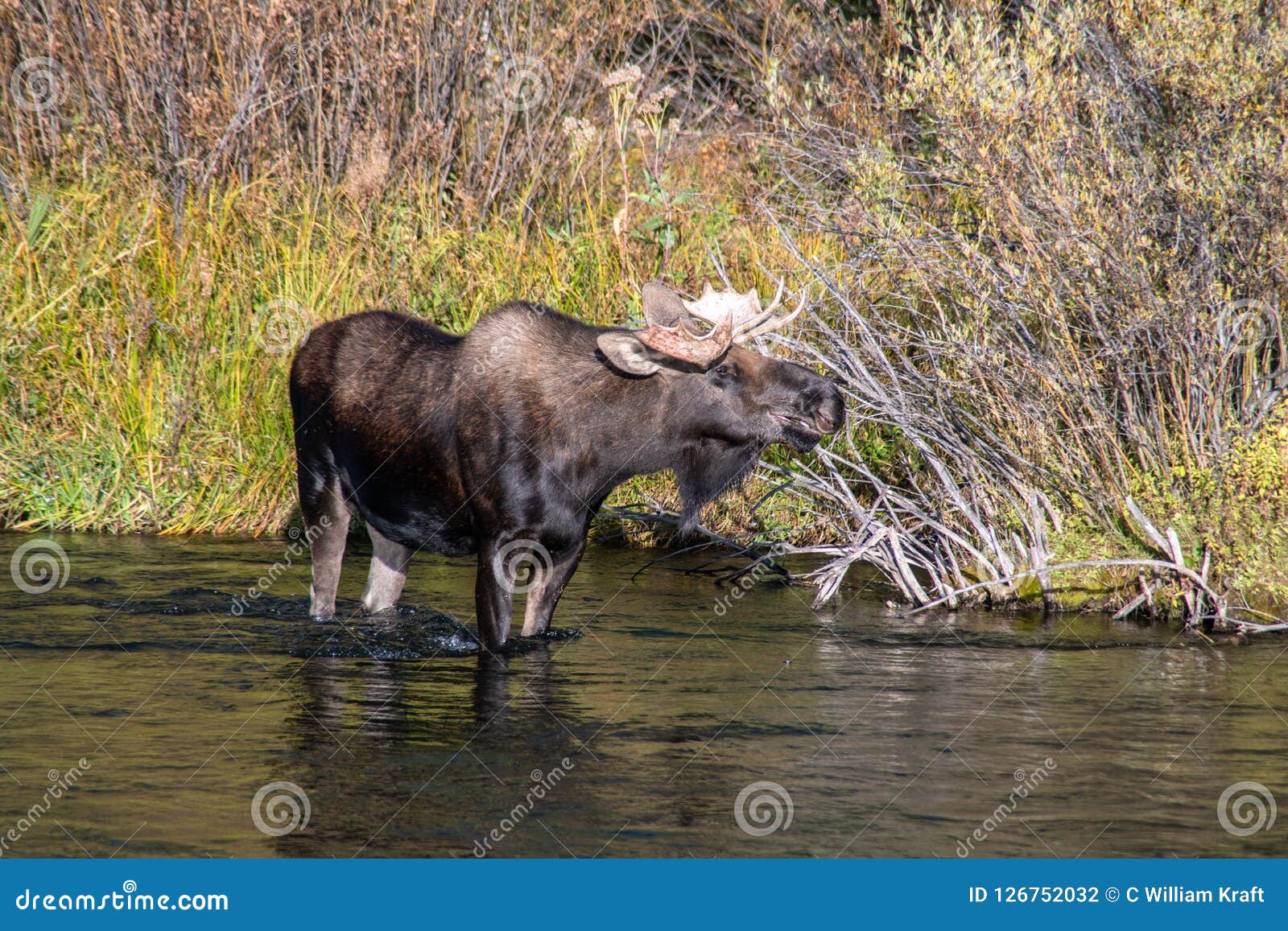 angry moose sounds angry moose sounds