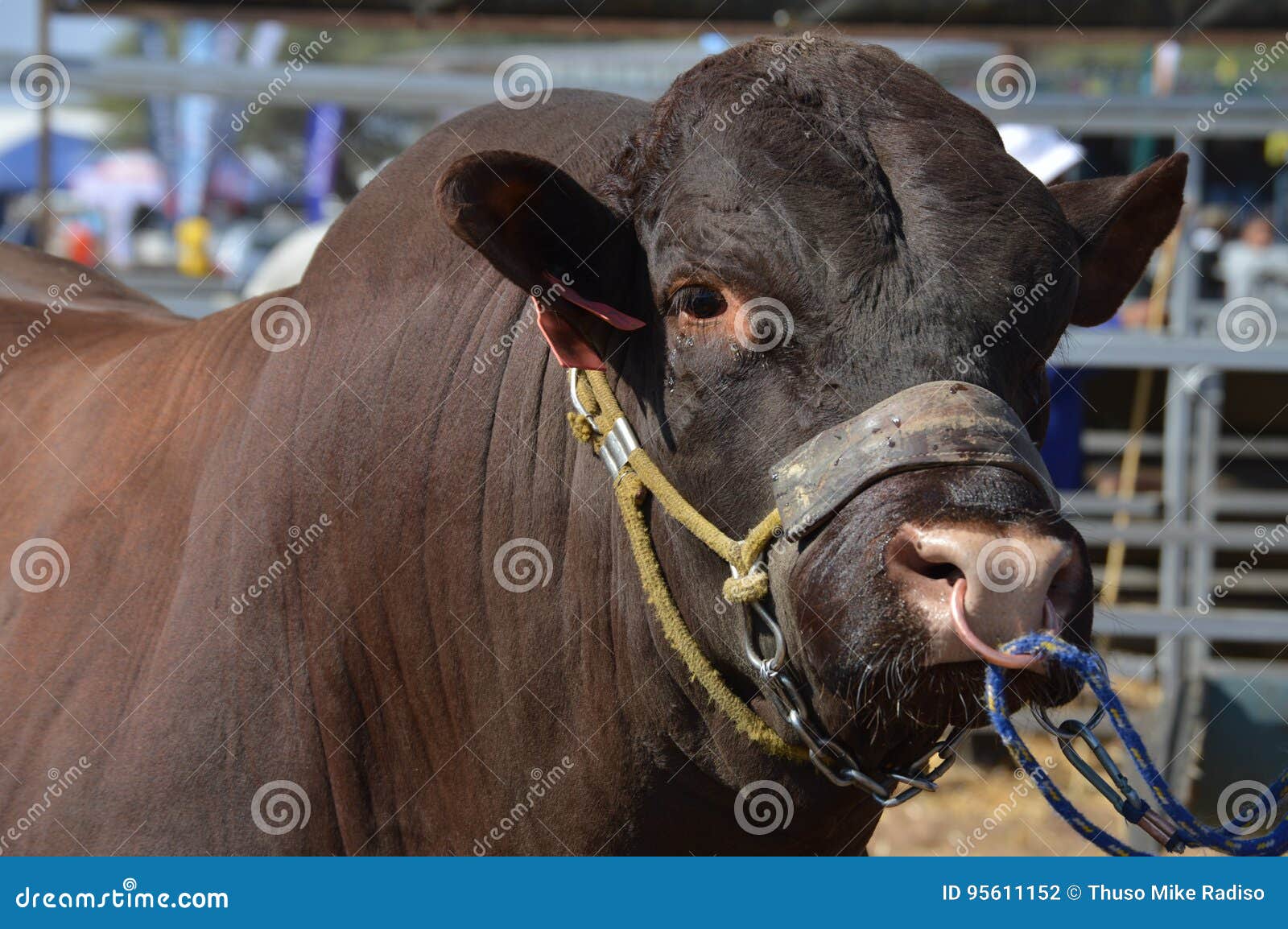 bulls nose ring