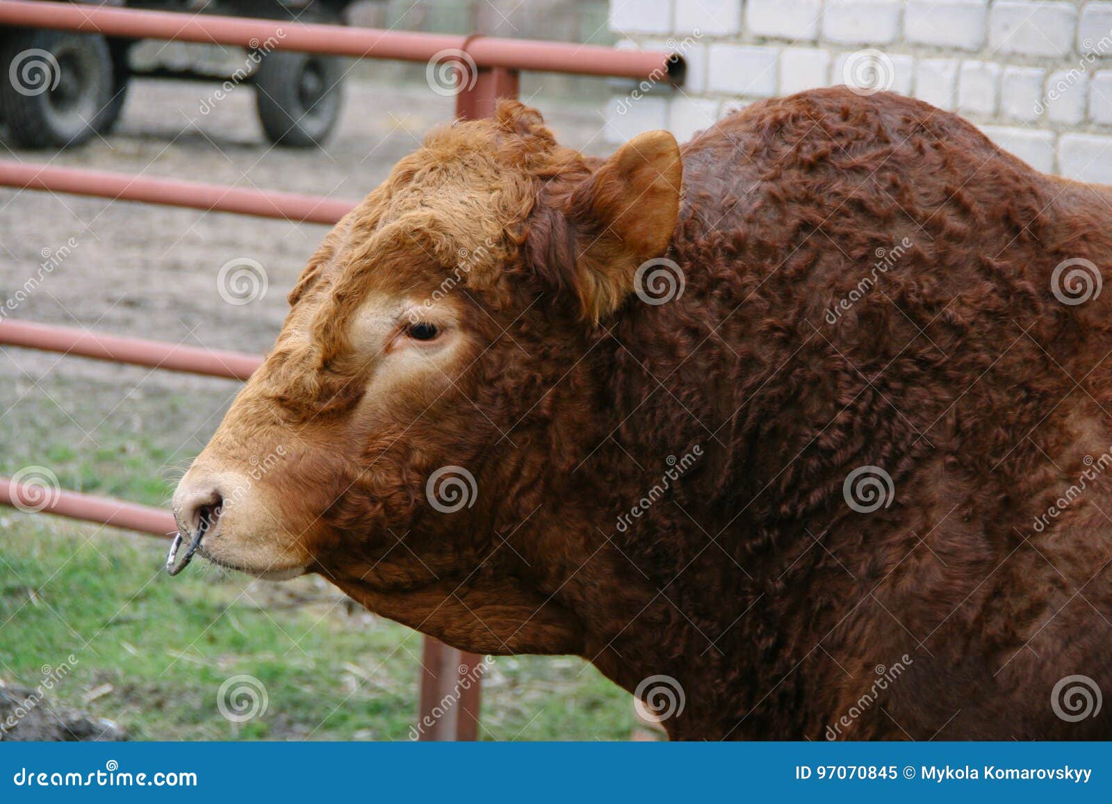 Bull Mascot Character Stock Illustration - Download Image Now - Nose Ring,  Texas Longhorn Cattle, Bull - Animal - iStock