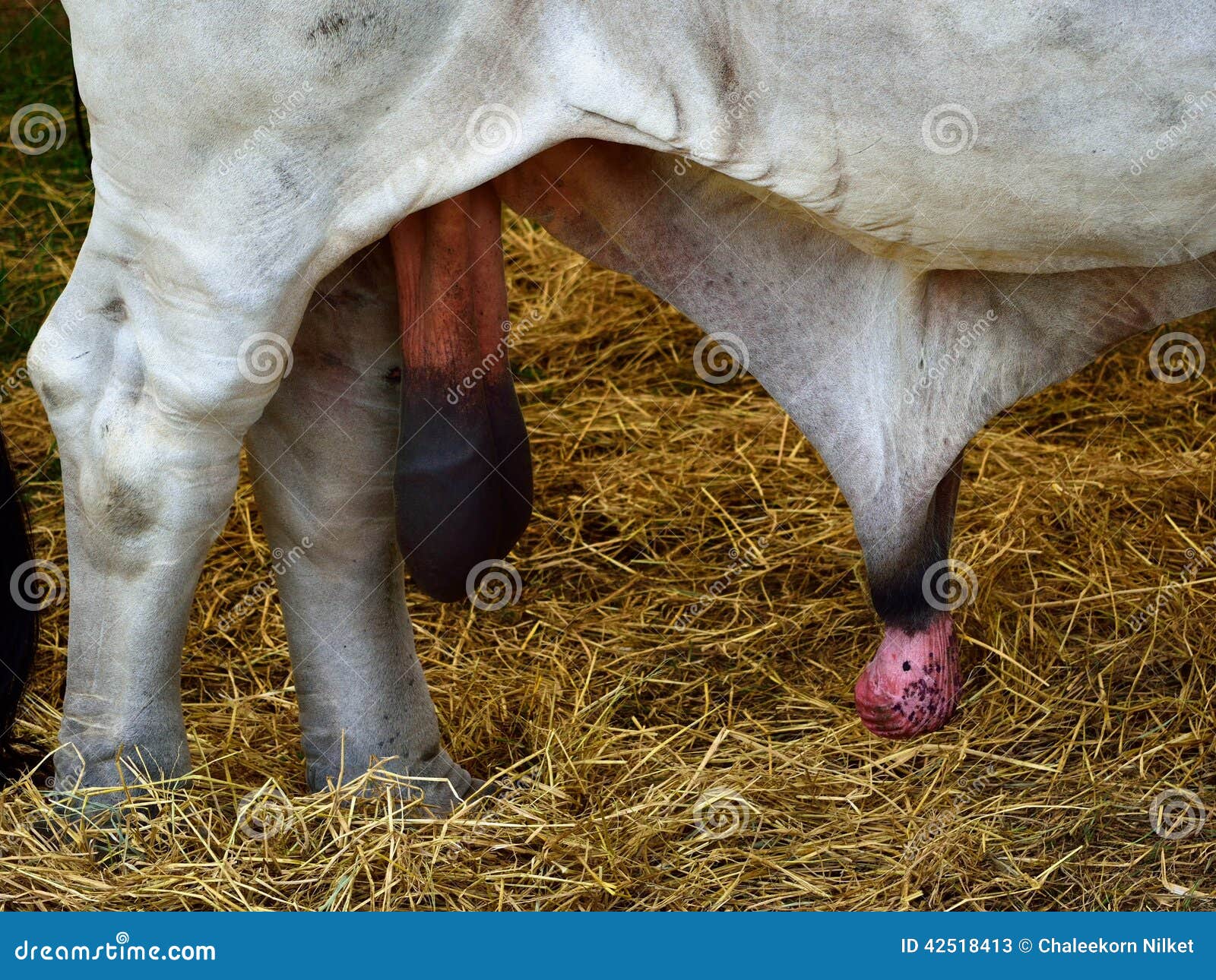 Bull Cock