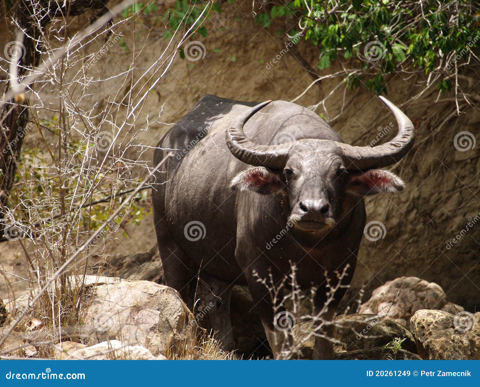 bull on rinca pulau