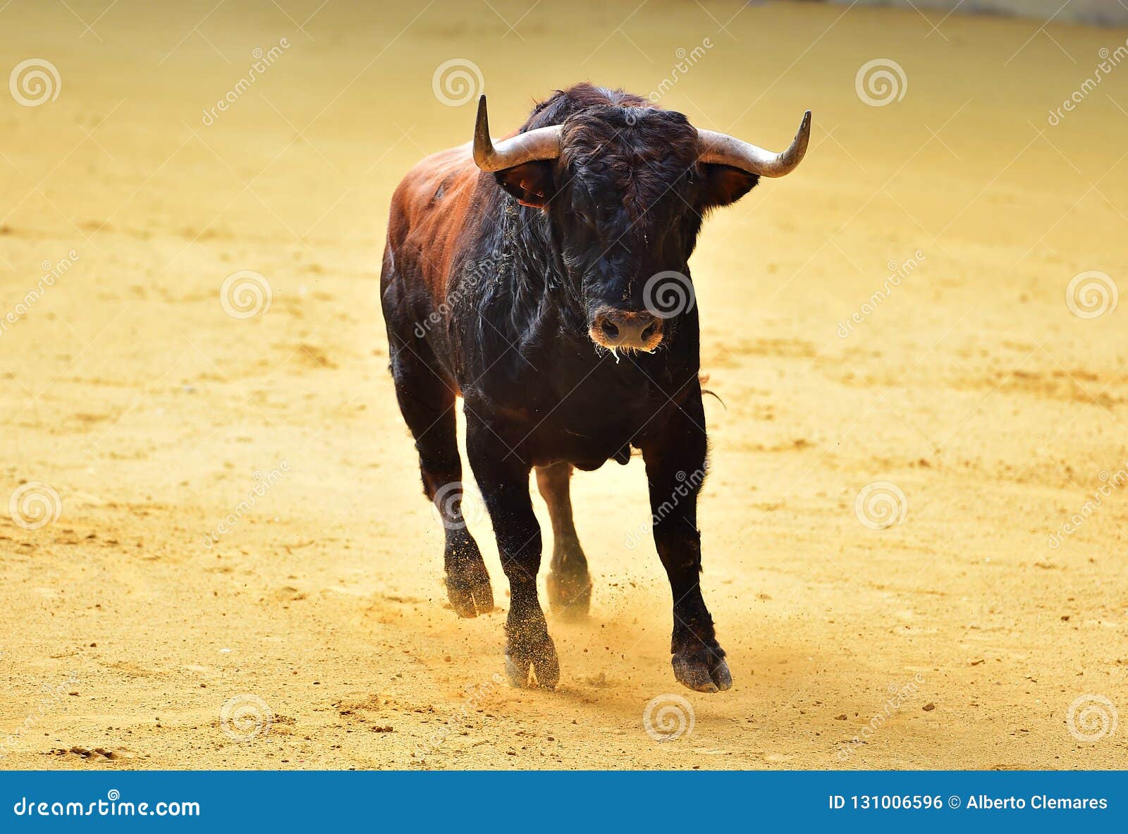 The Bull Running a Bullfight in Spain Stock Photo - Image of spain ...