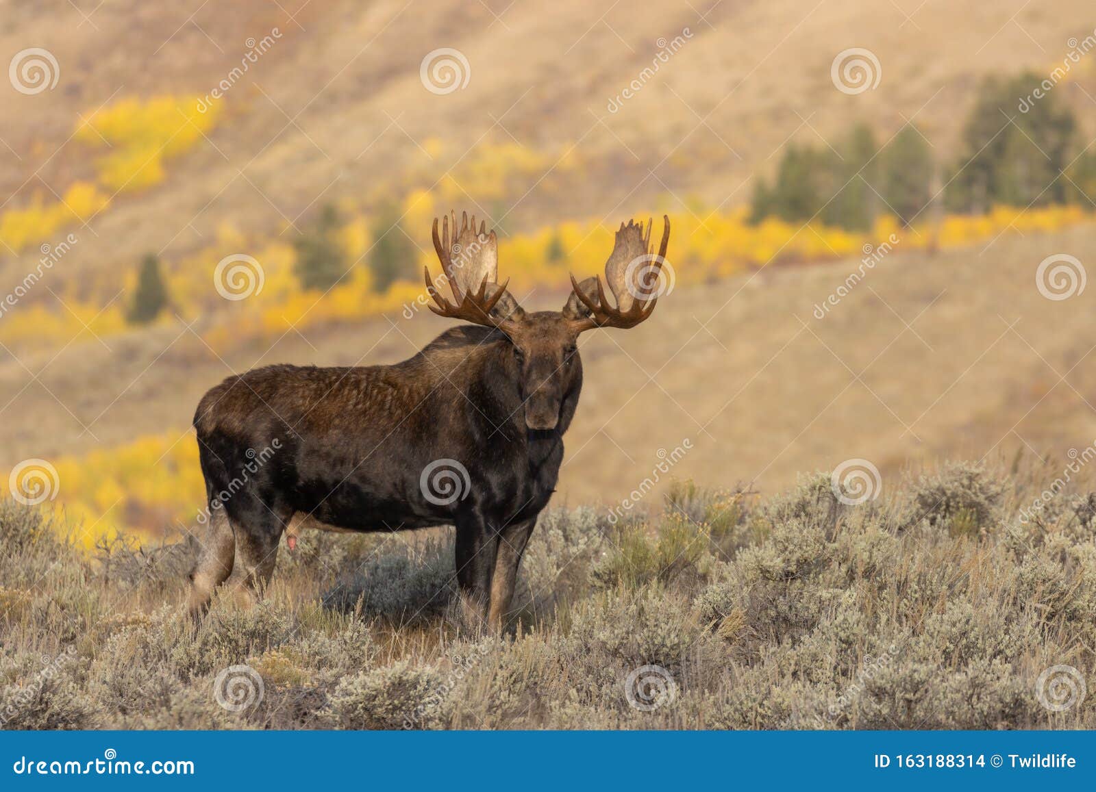 bull moose in autumn in wyoming