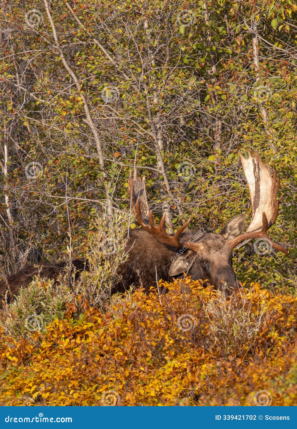 bull shiras moose in wyoming in autumn