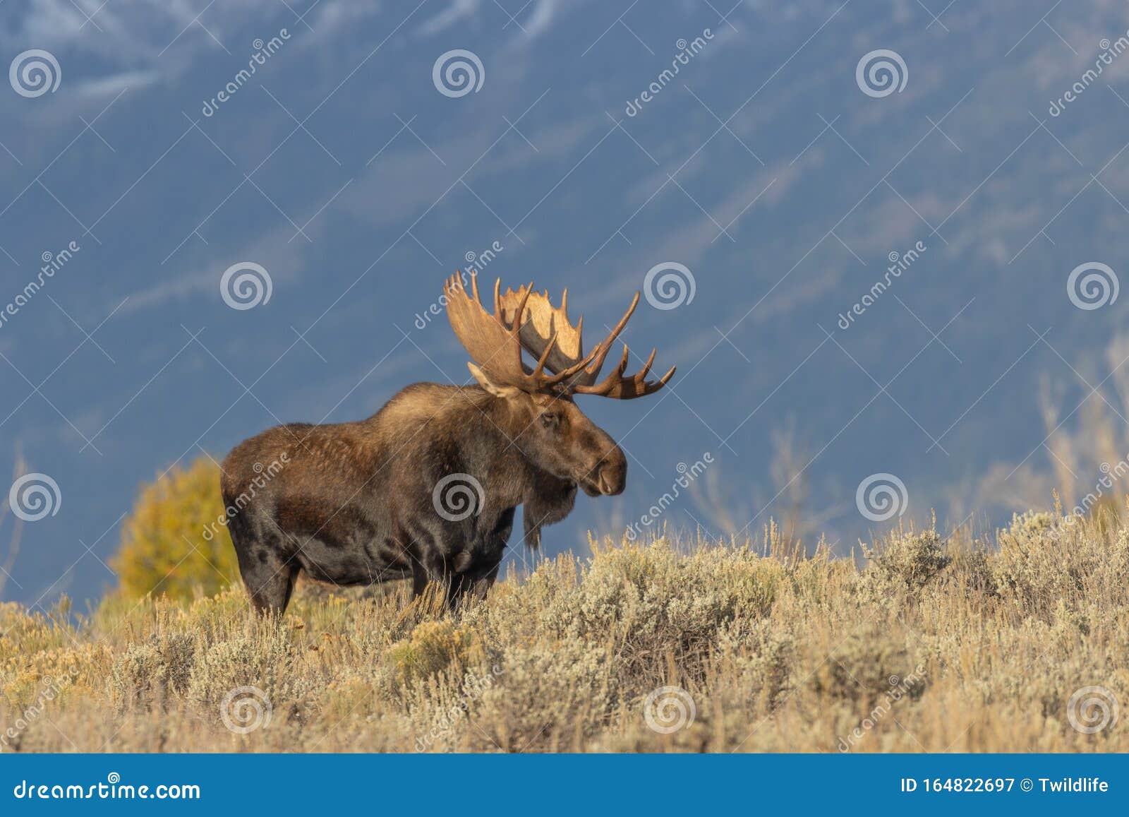 bull shiras moose in wyoming in fall