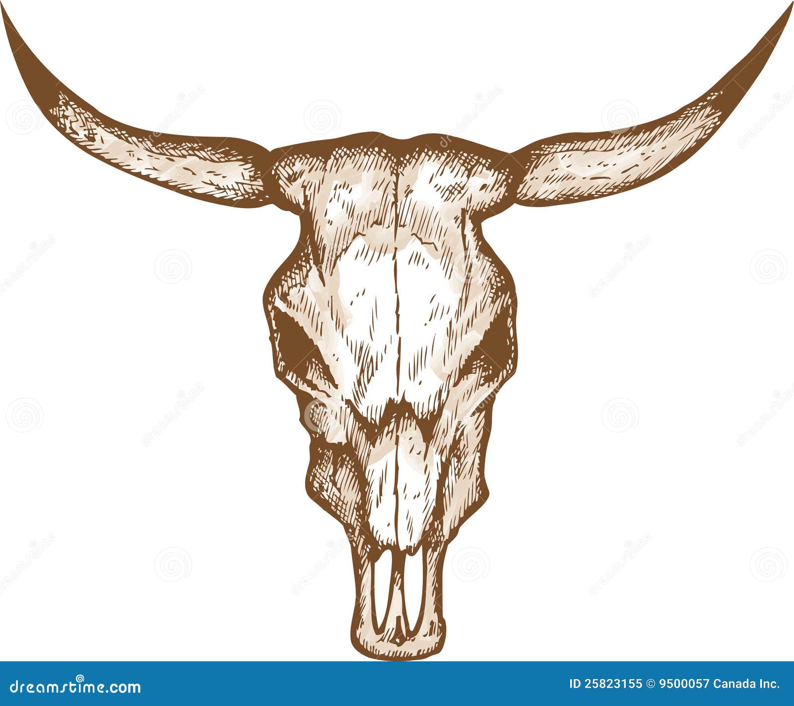 Bull skull stock vector. Image of evil, head, horns, monster - 25823155