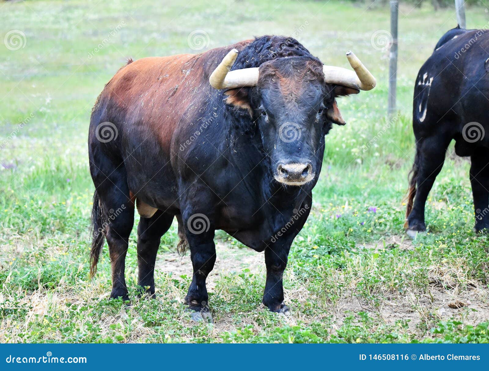 raising a bull calf raising a bull calf