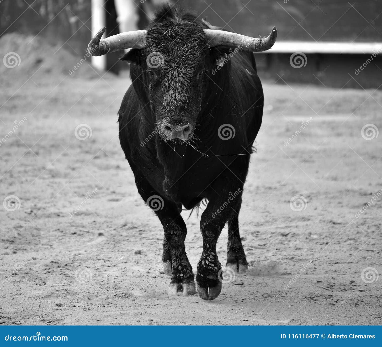 Bull Spanish in Bullring in Spain Editorial Photography Image of