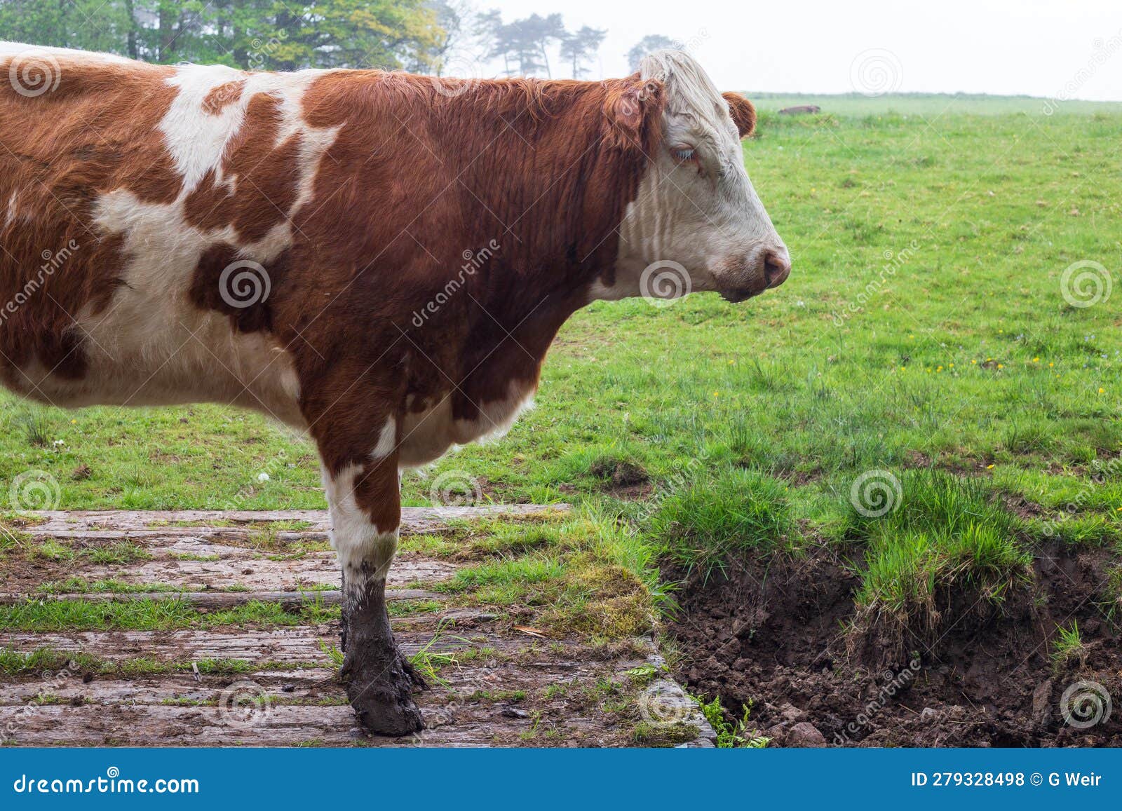 dairy herd on a rainy day