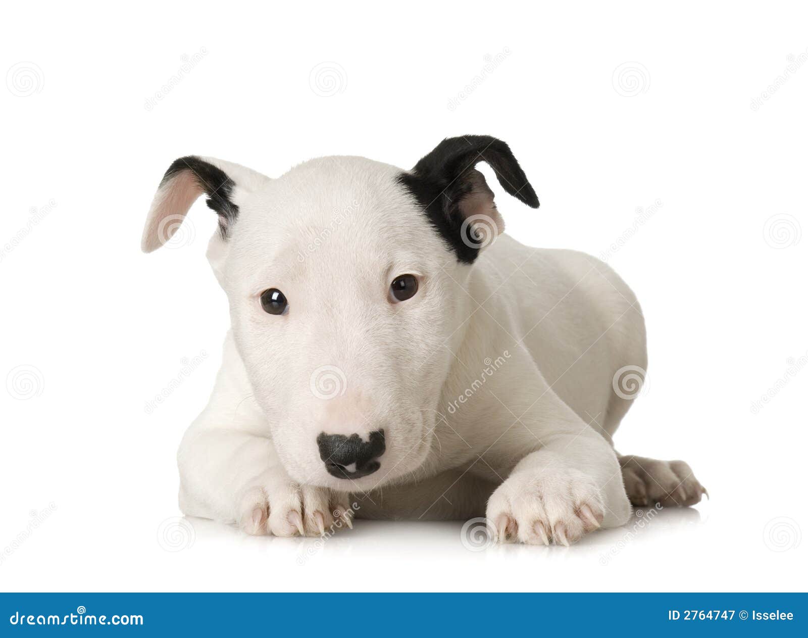Bull Terrier stock image. Image of portrait, grooming ...