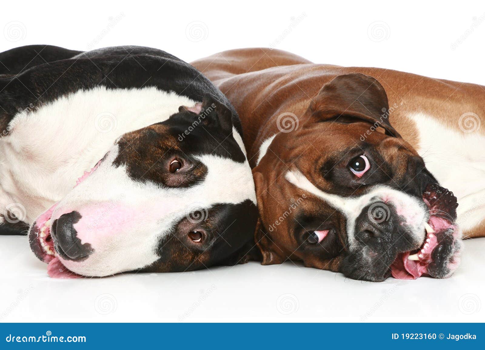 boxer bull terrier boxer bull terrier