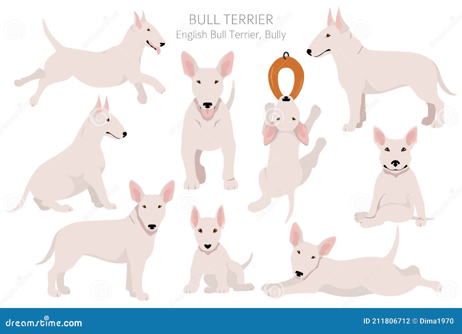 Bull Terrier Clipart. Different Poses, Coat Colors Set Stock Vector -  Illustration of position, purebred: 211806712