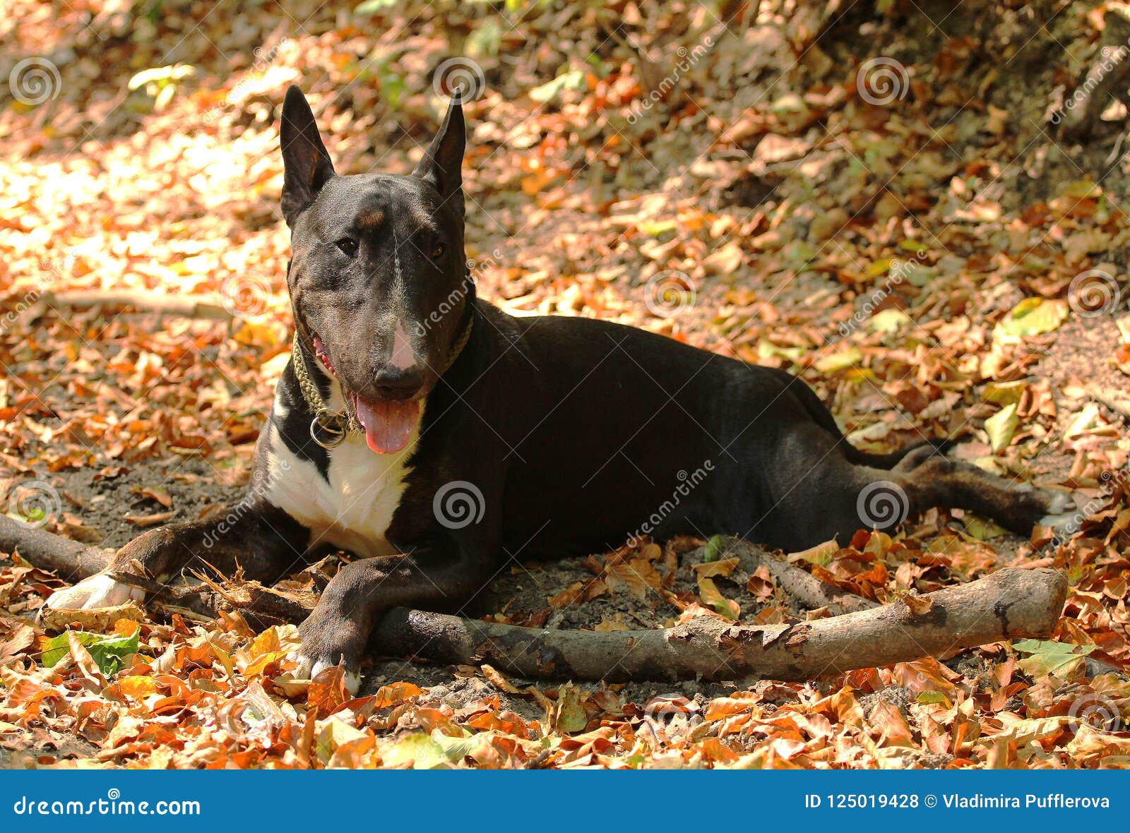 Black English Bull Terrier Male Relaxing In Autumn Forest In Coloured Fallen Leaves Stock Photo Image Of Forest Coloured 125019428