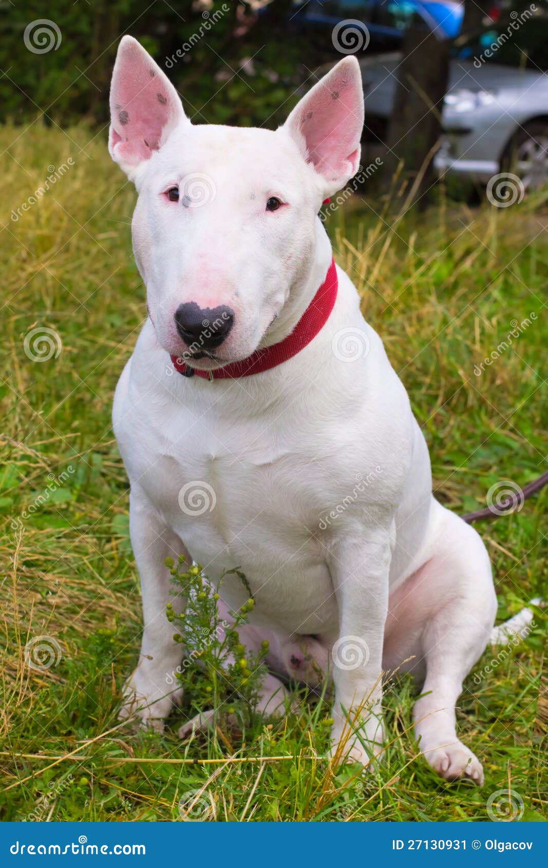 Bull Terrier Dog Breed Stock Image - Image: 27130931
