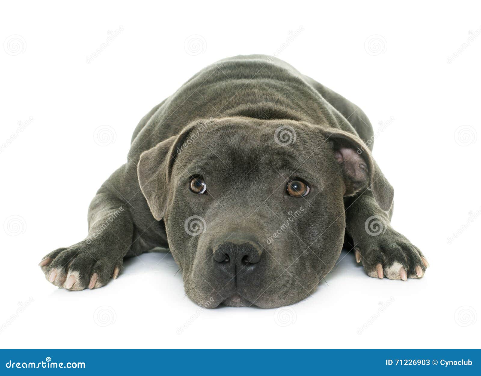 Bull Terrier Du Staffordshire Image Stock Image Du Adulte