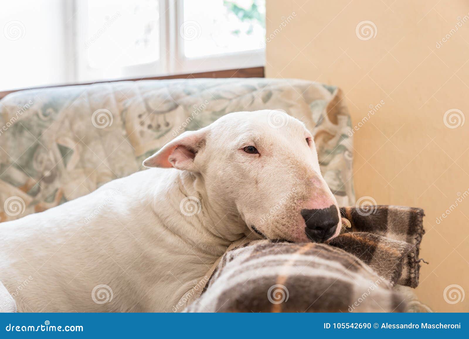 Bull terrier inglese fotografia stock. Immagine di bello 105542690
