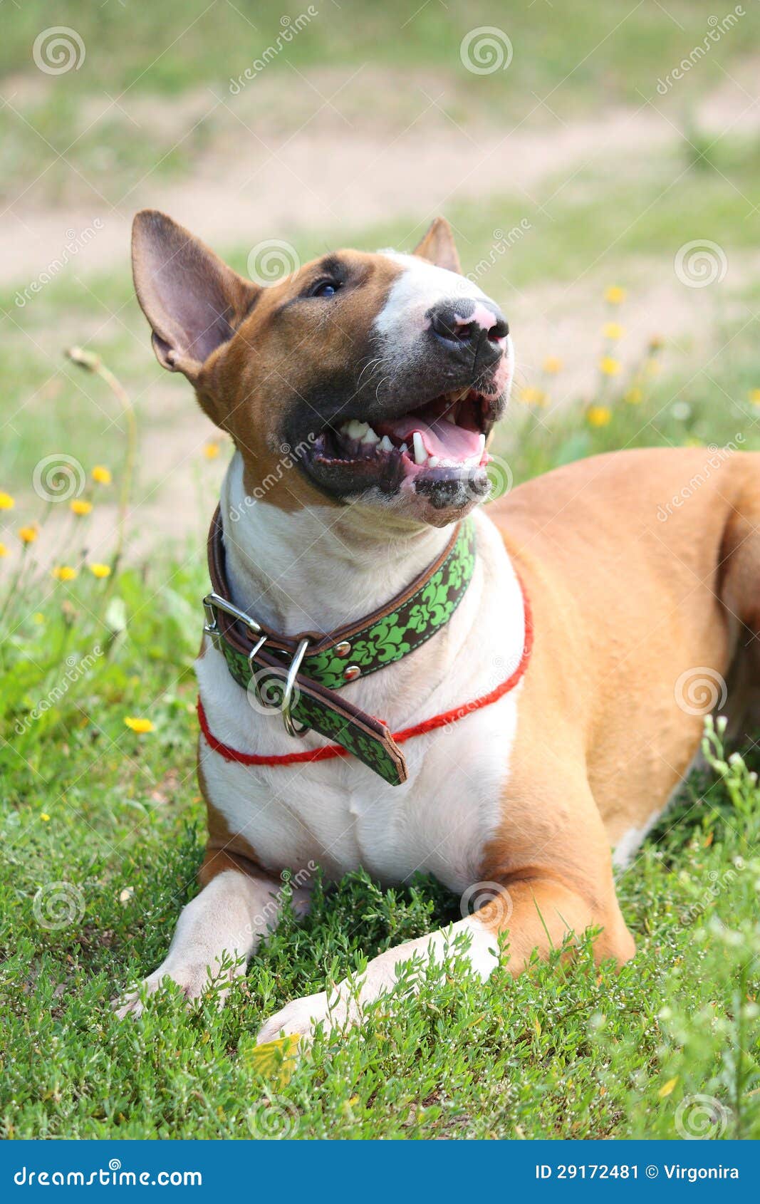 Bull Terrier Inglese Amichevole Che Riposa Sulla Terra Immagine Stock