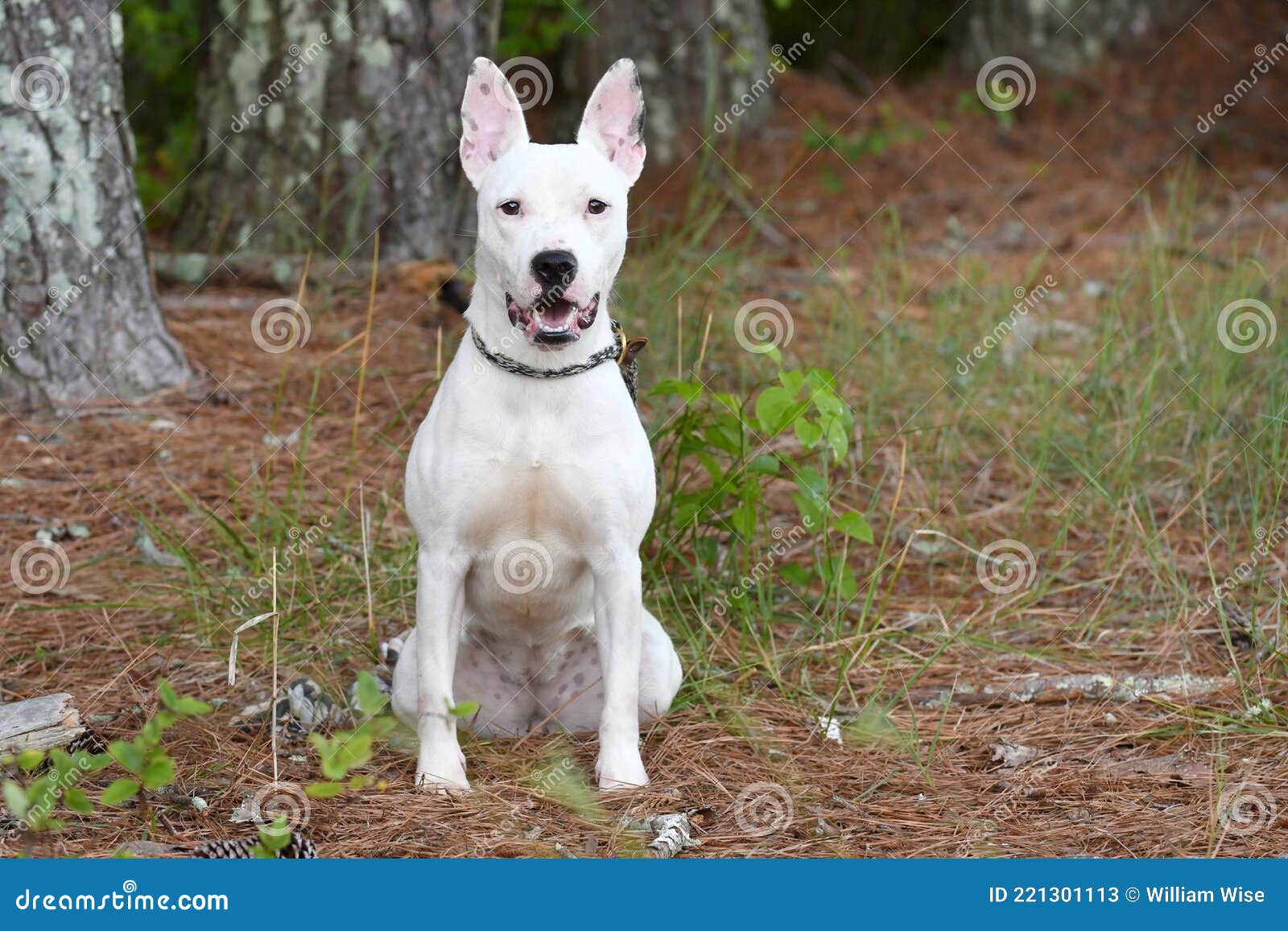 Bull Terrier Mix Breed Dog Sitting Down Outside Stock Image - Image of puppy, sales: