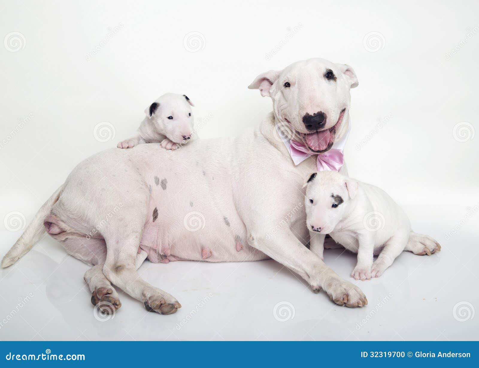 baby bull terrier puppies