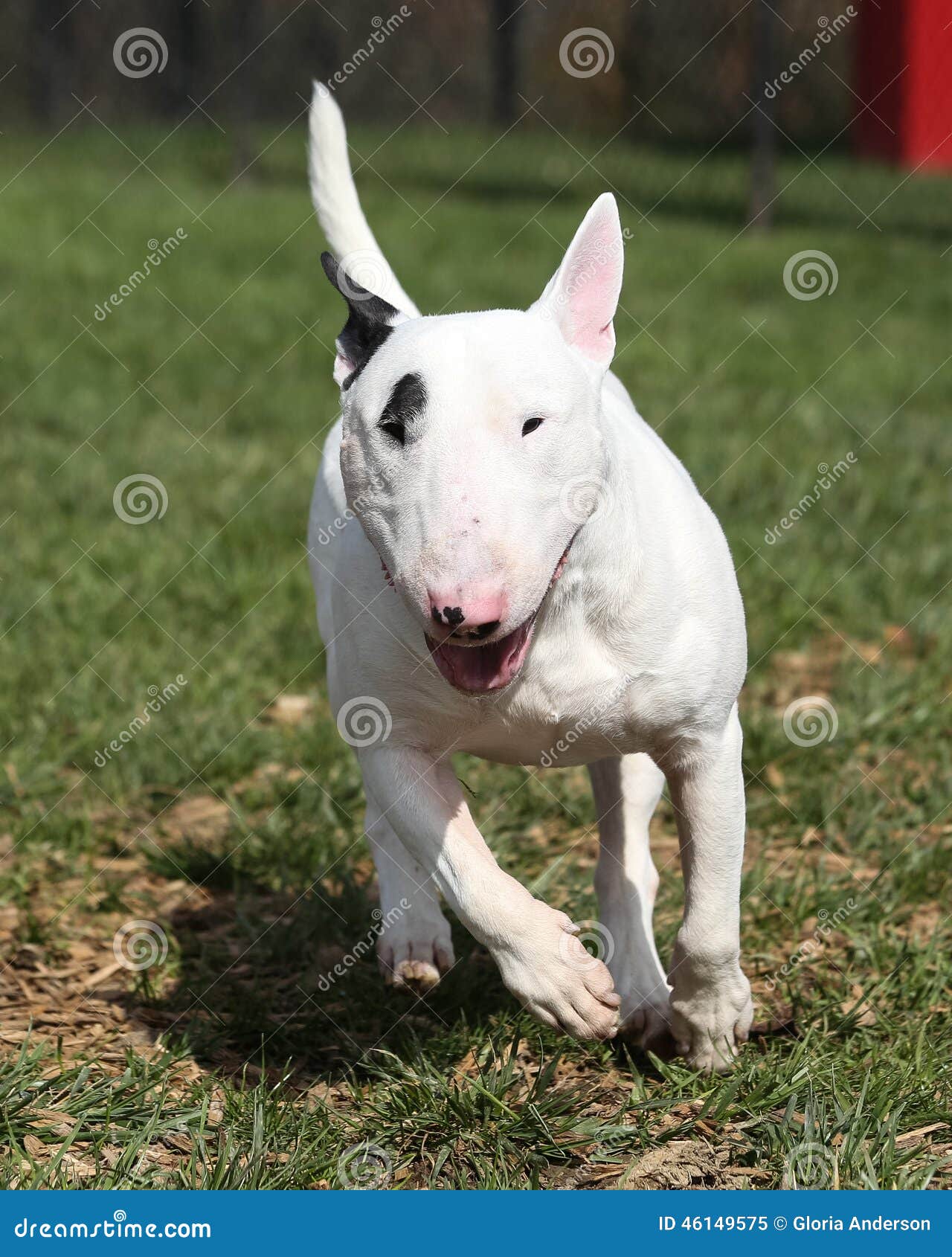 bull terrier running