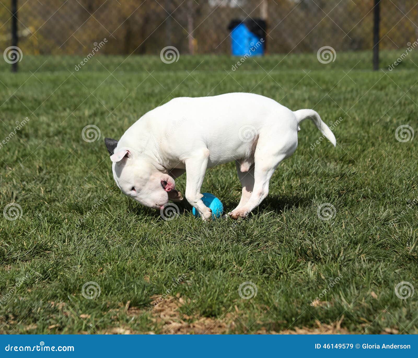 Jogos Do Cão De Bull Terrier Do Inglês Com Uma Bola Imagem de