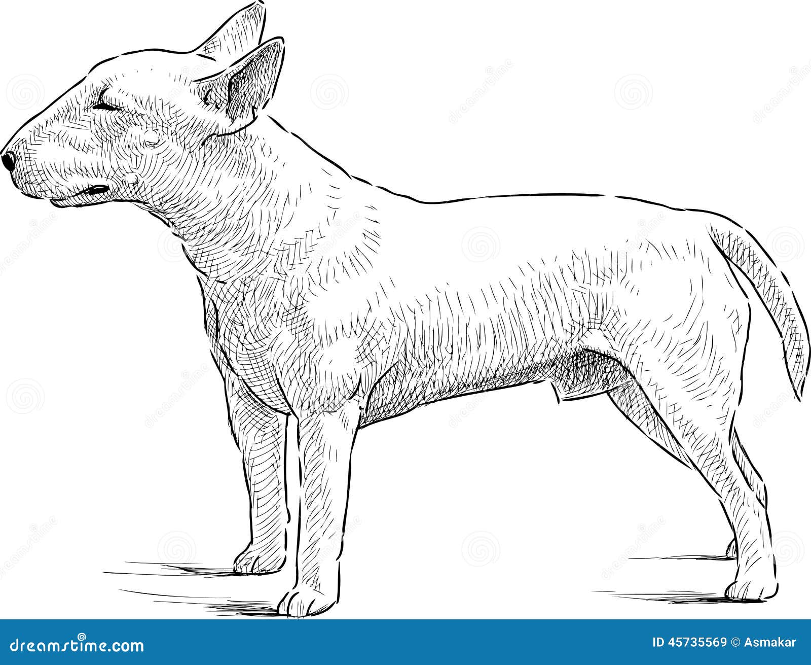 Bull Terrier stock vector. Illustration of drawing, vector - 45735569