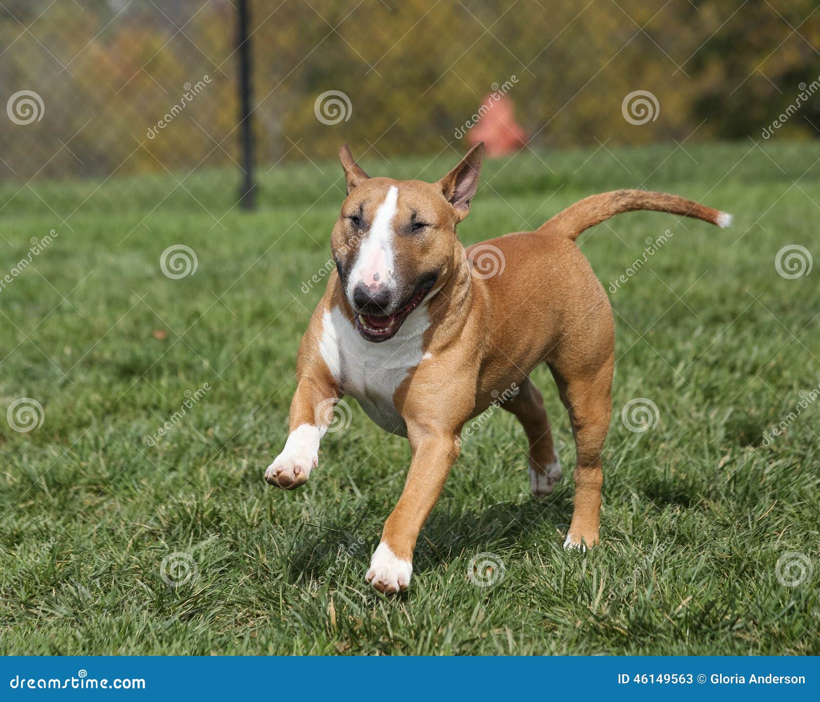 Jogos Do Cão De Bull Terrier Do Inglês Com Uma Bola Imagem de