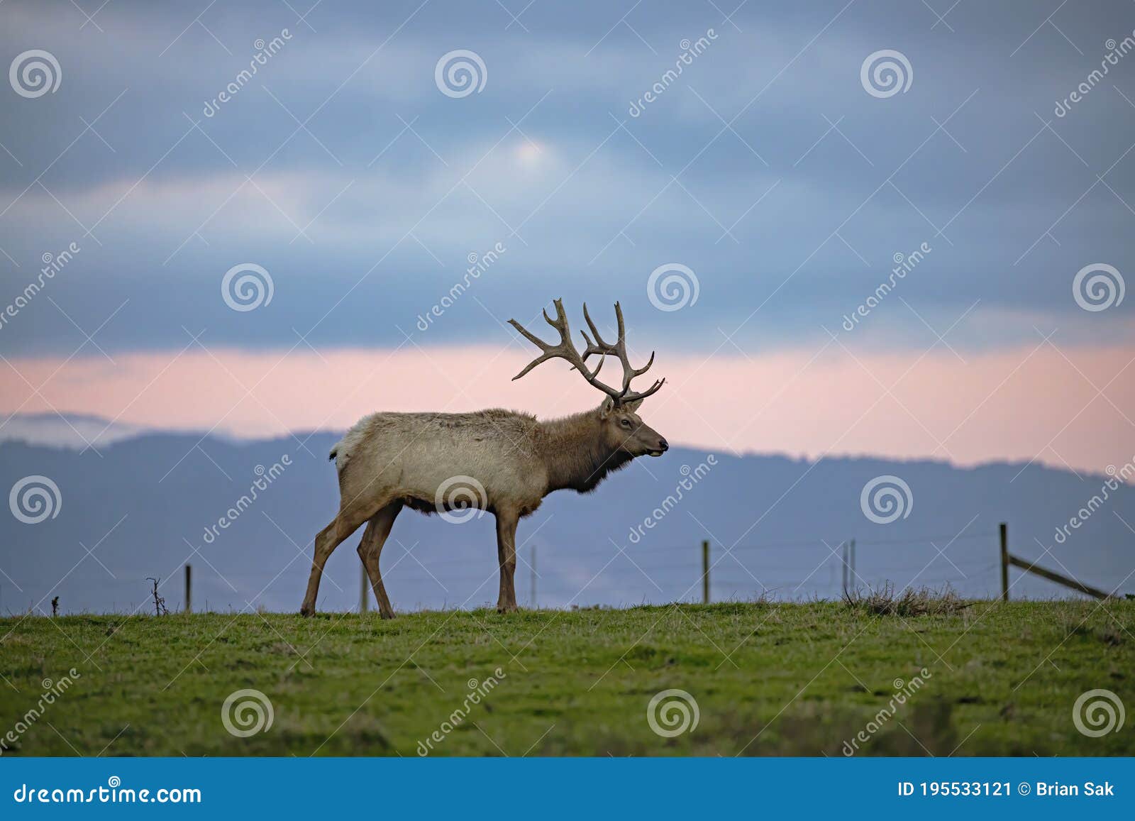 bull tule elk standing