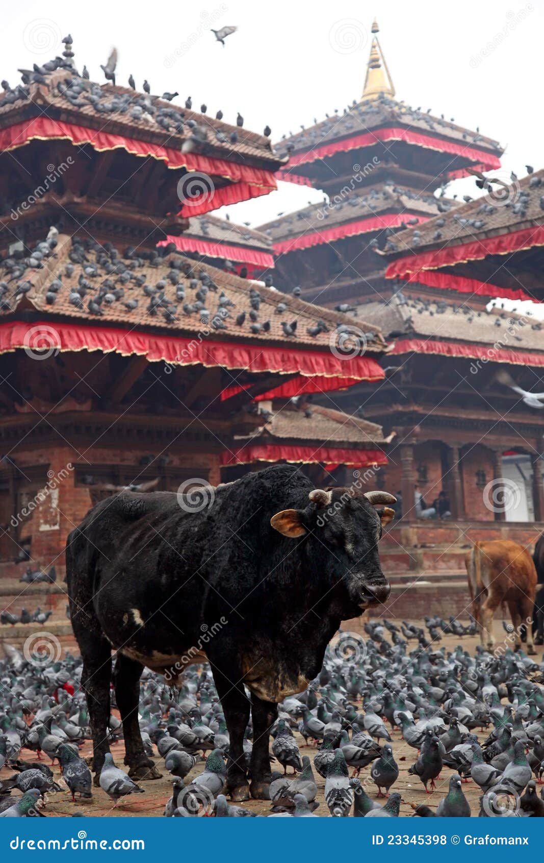 Bull y palomas. Bull y las palomas acercan al templo. Foto del recorrido. Nepal