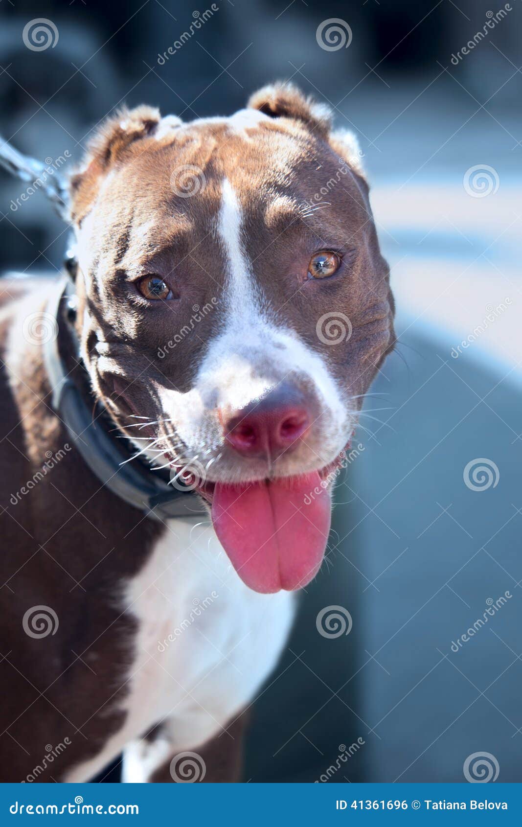 45,678 Blue Blood Stock Photos - Free & Royalty-Free Stock Photos from Dreamstime 45,678 Blue Blood Stock Photos - Free & Royalty-Free Stock Photos from Dreamstime