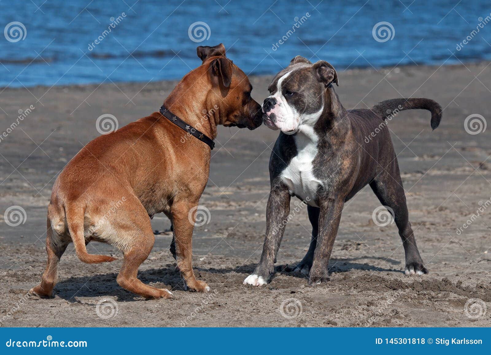 blomst hjælp Stejl Bulldog and American Staffordshire Terrier Play on Beach Stock Photo -  Image of dogs, cute: 145301818