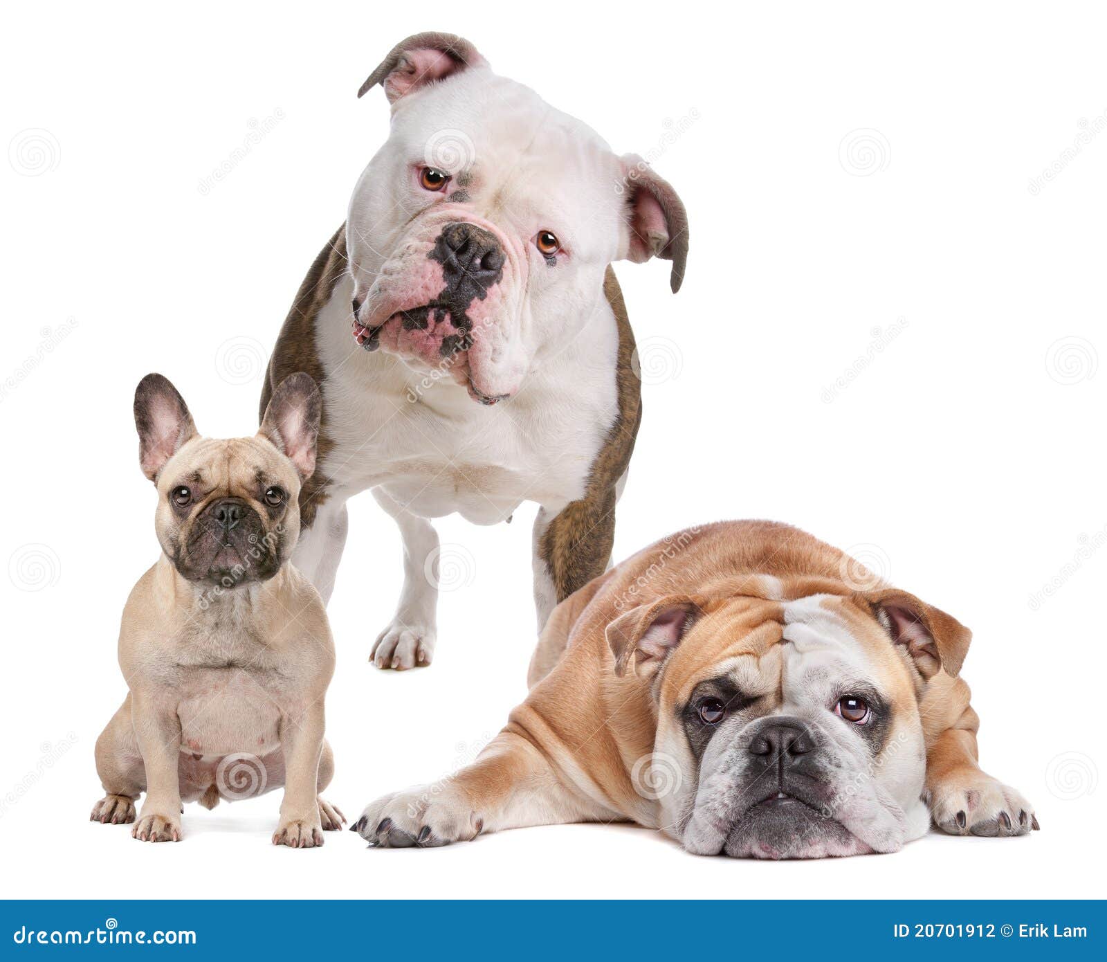 The Bulldog Family stock photo. Image of high, american - 20701912