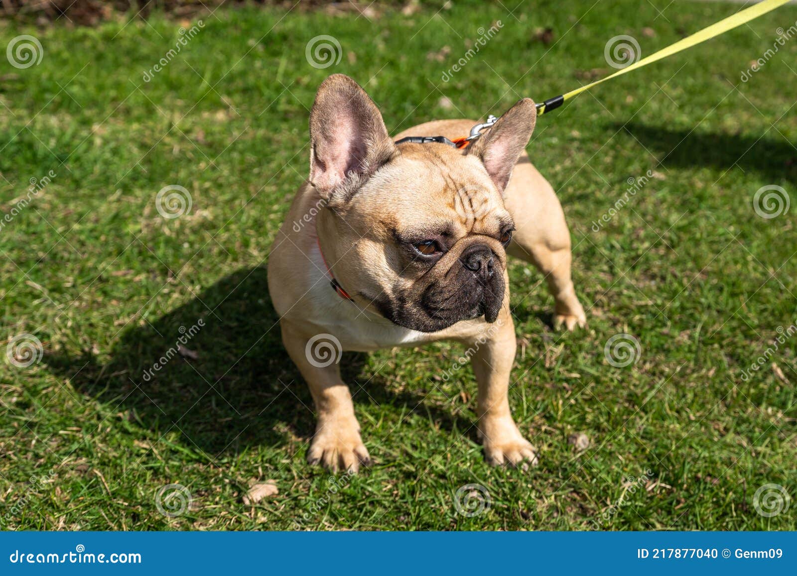 ☆BULLDOG FRANCES LILAC ☆ Criadero ꞃumero¹ COLOMBIA