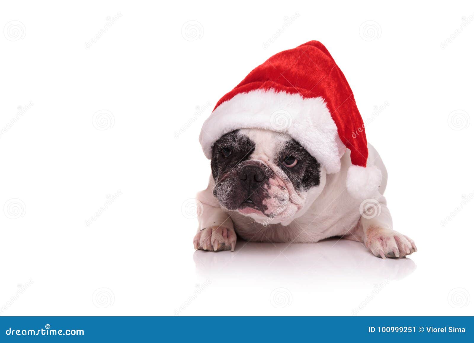 Bulldog Francese Rivestito In Costume Da Babbo Natale Fotografie