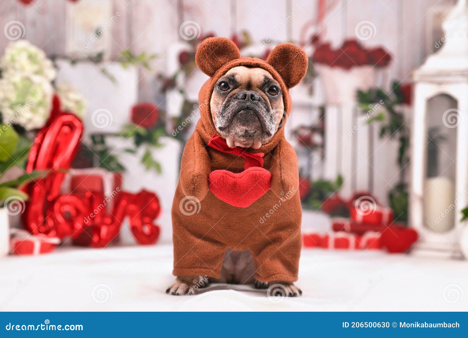 Bulldog Francese Con Vignette Di Orsetto Di Orsetto Di Peluche, Con Il  Cuore in Mano Davanti Alla Decorazione Stagionale Fotografia Stock -  Immagine di saluto, animale: 206500630