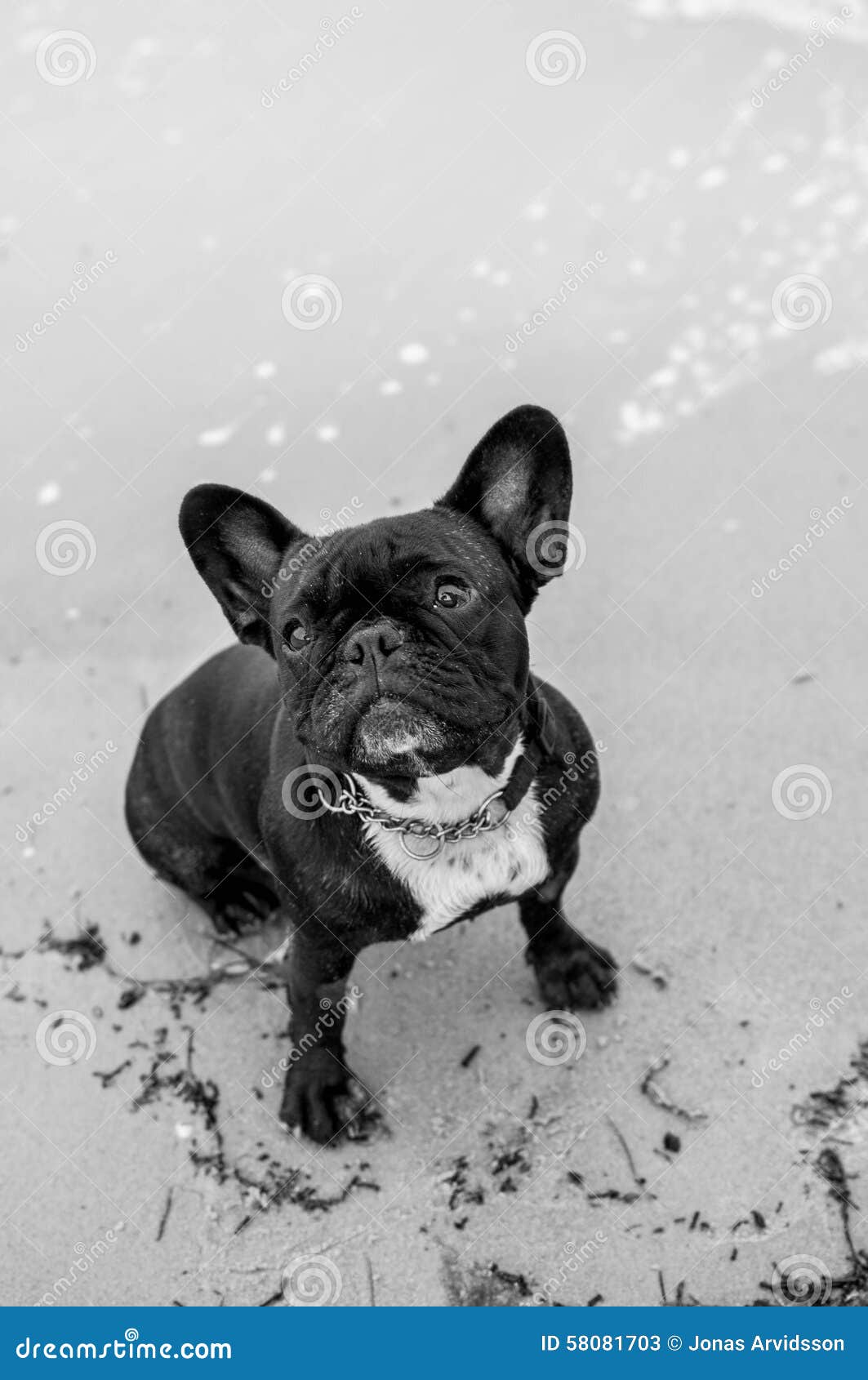 Bulldog francese dall'oceano. Frenchie sveglio dall'oceano