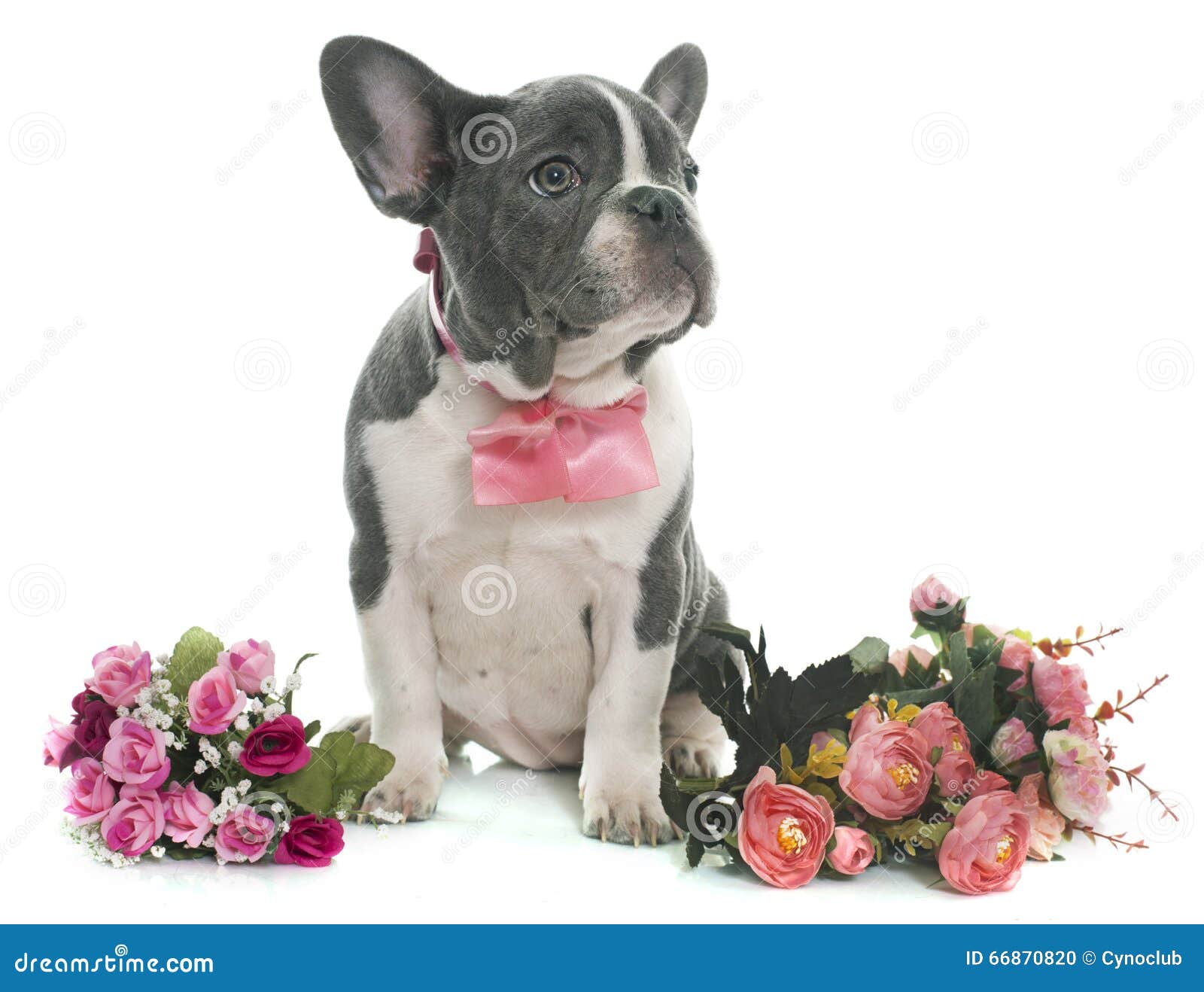 Peluche Bulldog Francese Grigio - 26 Cm, Morbido, Imbottitura Riciclata - Foto 8