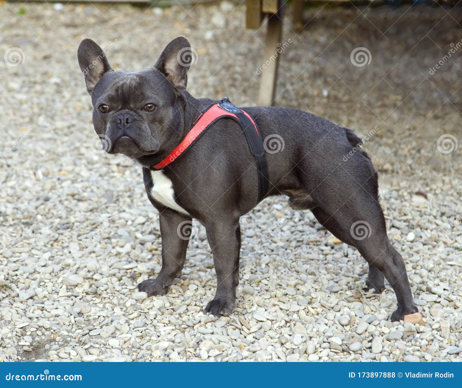 Bulldog French Black Dog Friend Companion Muscular Stubborn Stock Photo ...