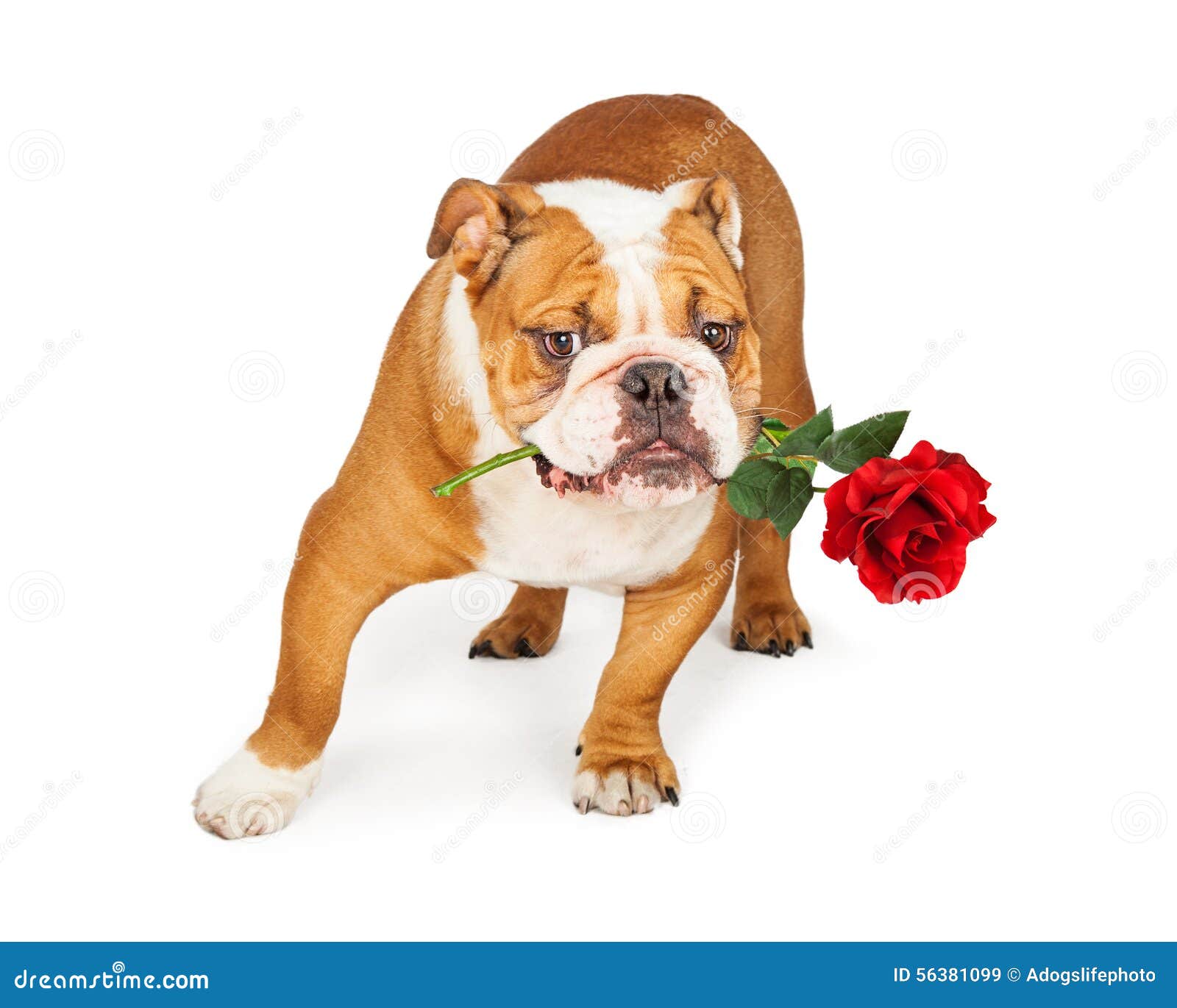 Bulldog Holding Red Rose in Mouth Stock Image - Image of cutout, holiday:  56381099