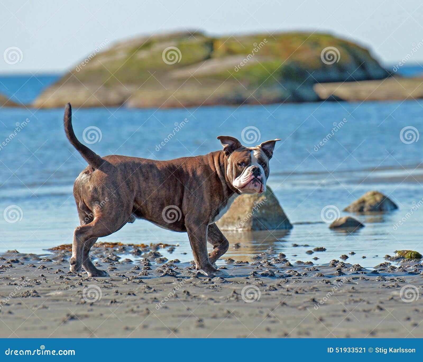 english bulldog hunting