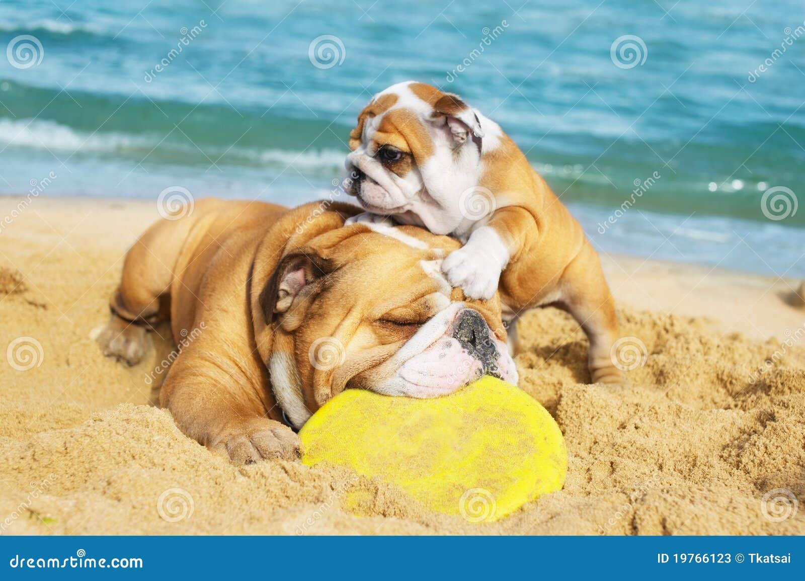 Bulldog Inglesi Che Giocano Sulla Spiaggia Immagine Stock Immagine Di Inglese Canino