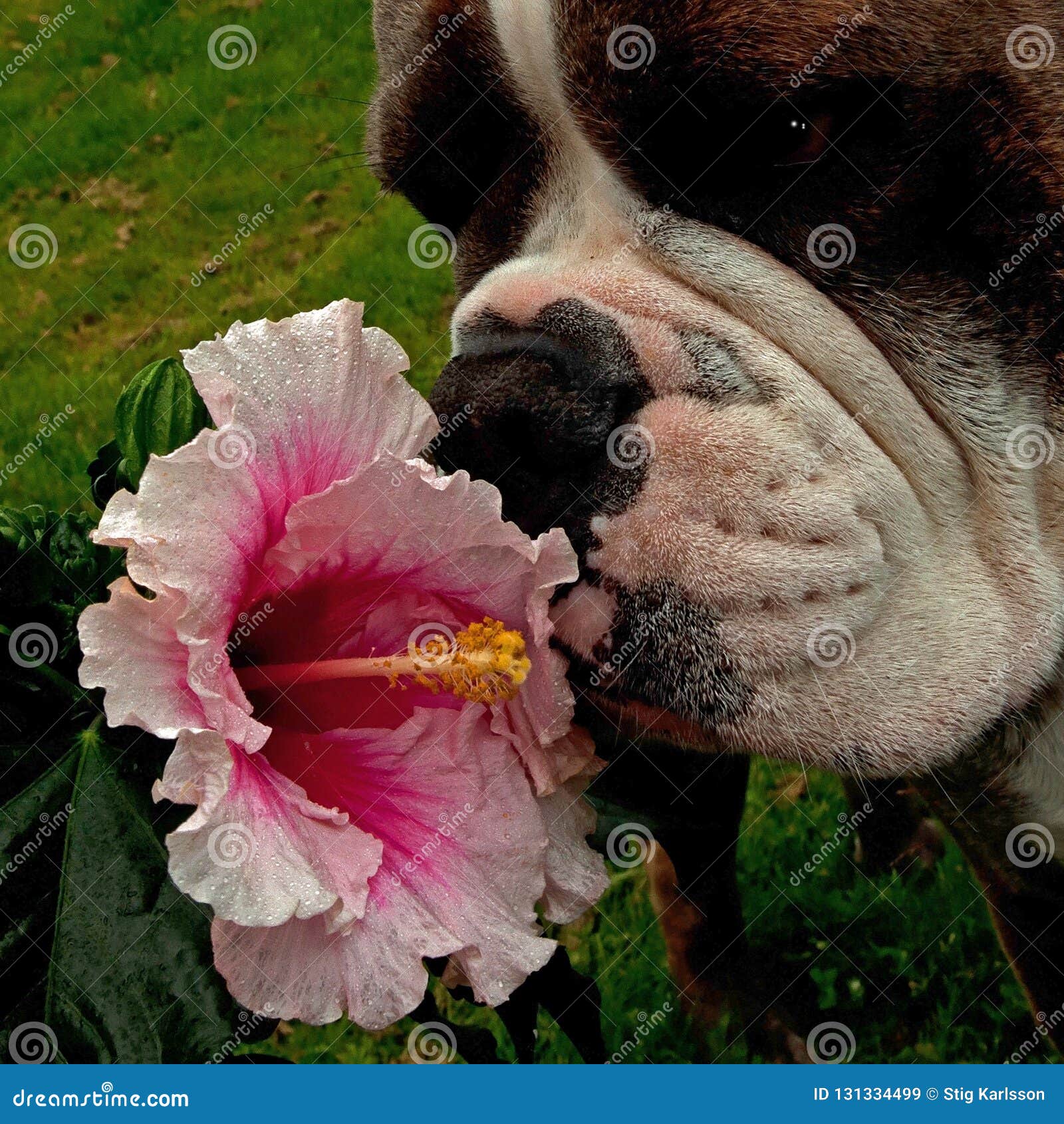 Bulldog Smell Tropical Flowers Of Hibiscus Stock Image Image Of Flowers Defender