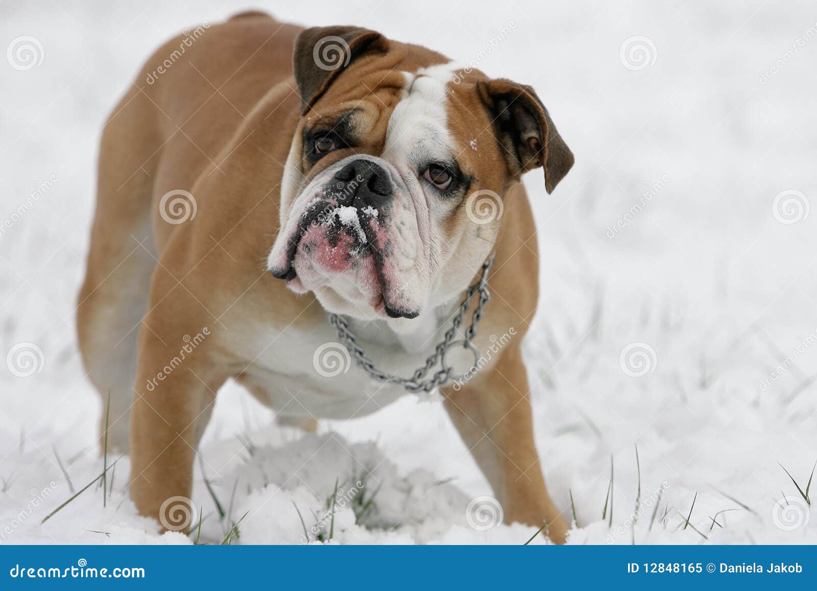 Bulldog in snow stock image. Image of conti, cold, cool 12848165