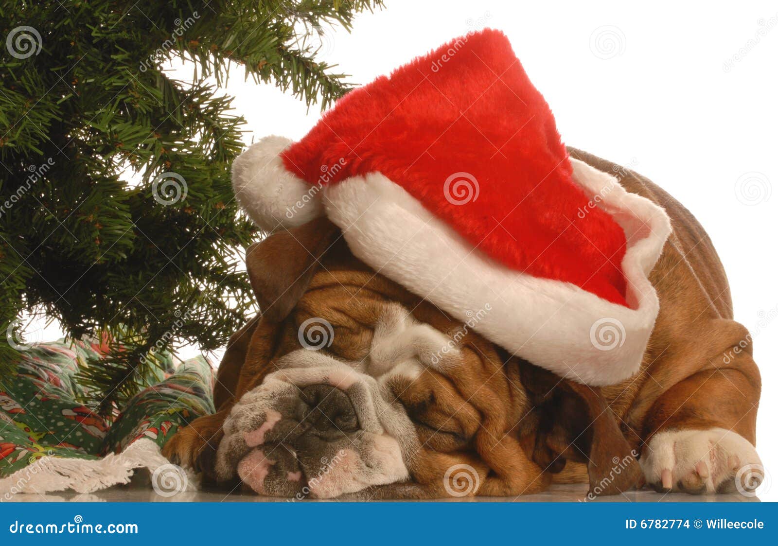 bulldog under christmas tree