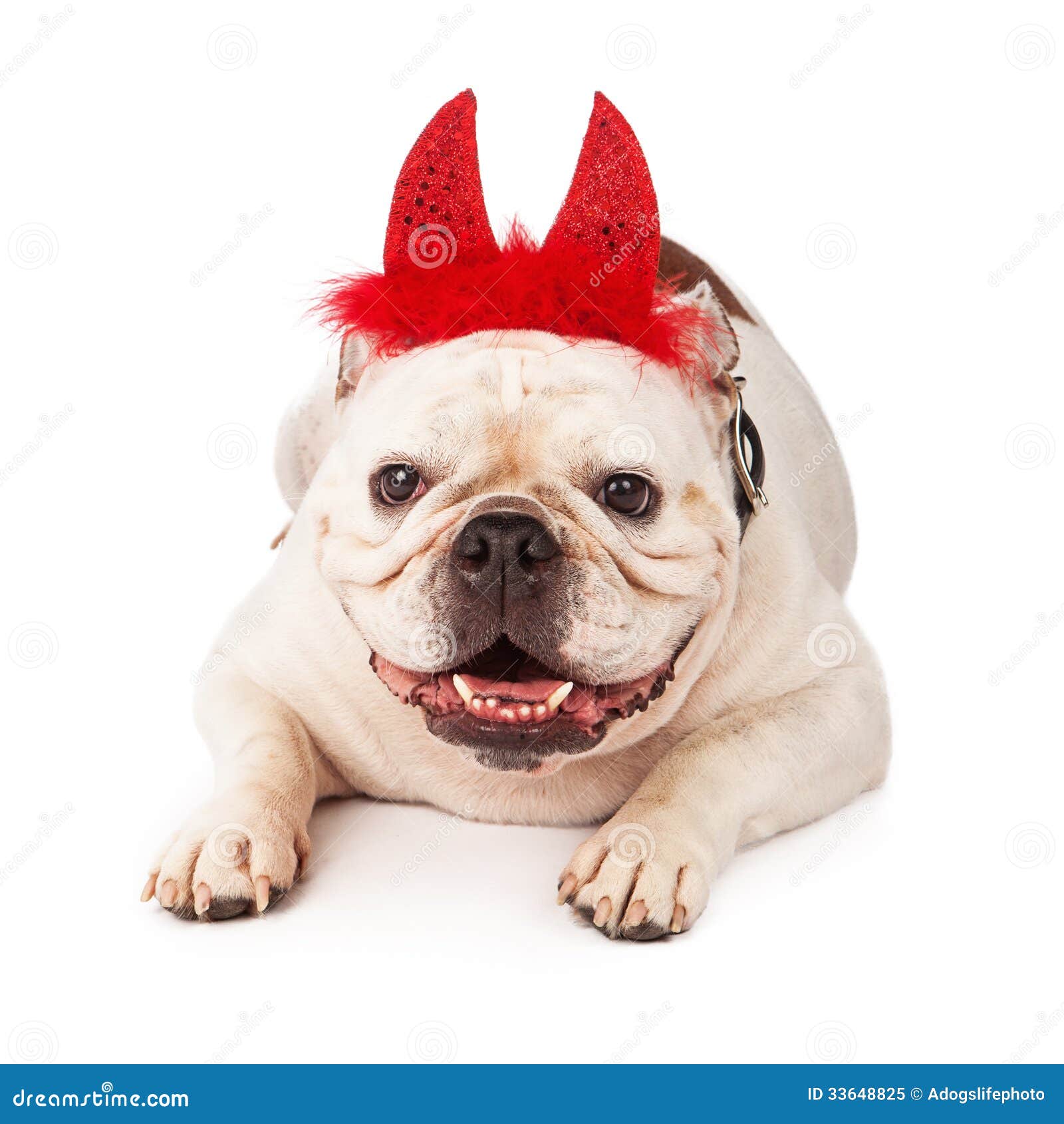 bulldog-wearing-devil-horns-white-laying