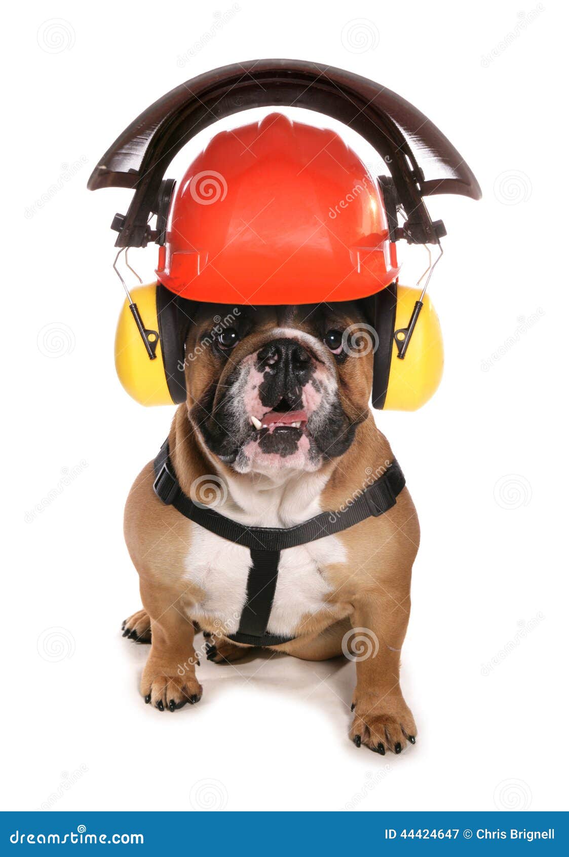 bulldog wearing protective workwear hat