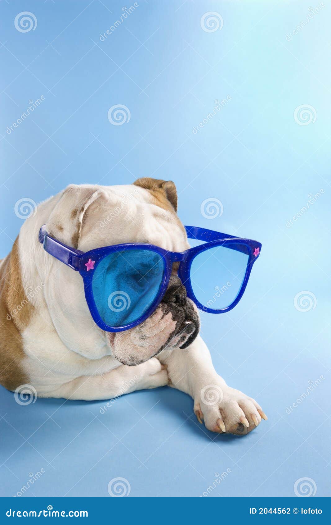 Bulldog Wearing Sunglasses. Stock Photo Image of humour, studio 2044562